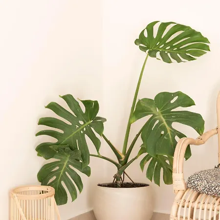 8 Homes Κατομέρι